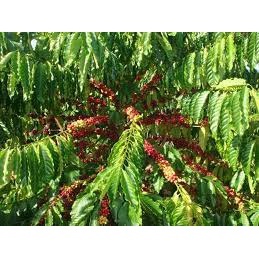 cây cà phê arabica (cam kết chuẩn giống cà phê arabica) (FREE SHIP EXTRA)