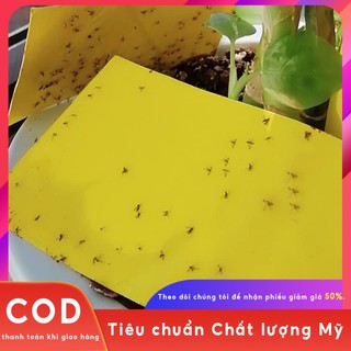 Bộ 20 miếng dán bẫy ruồi hai mặt màu vàng tiện dụng