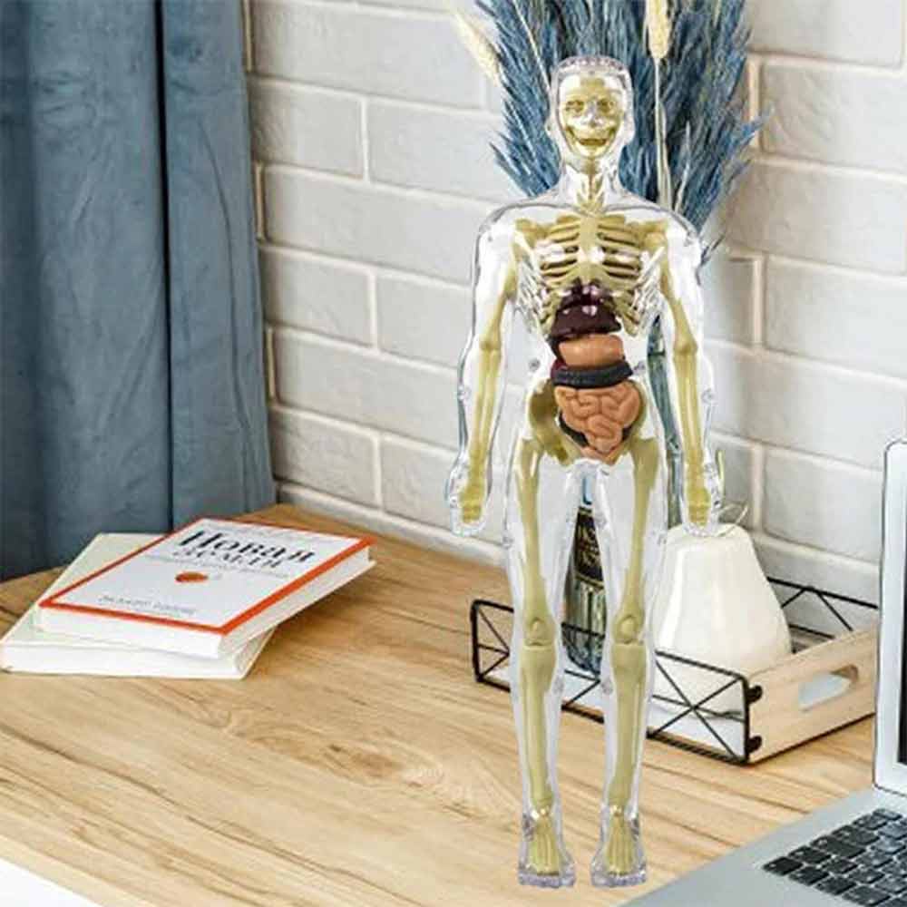 Anthropomorphic Stem Children's Toys Plastic DIY Skeleton Toys Science Teaching Aids for Children