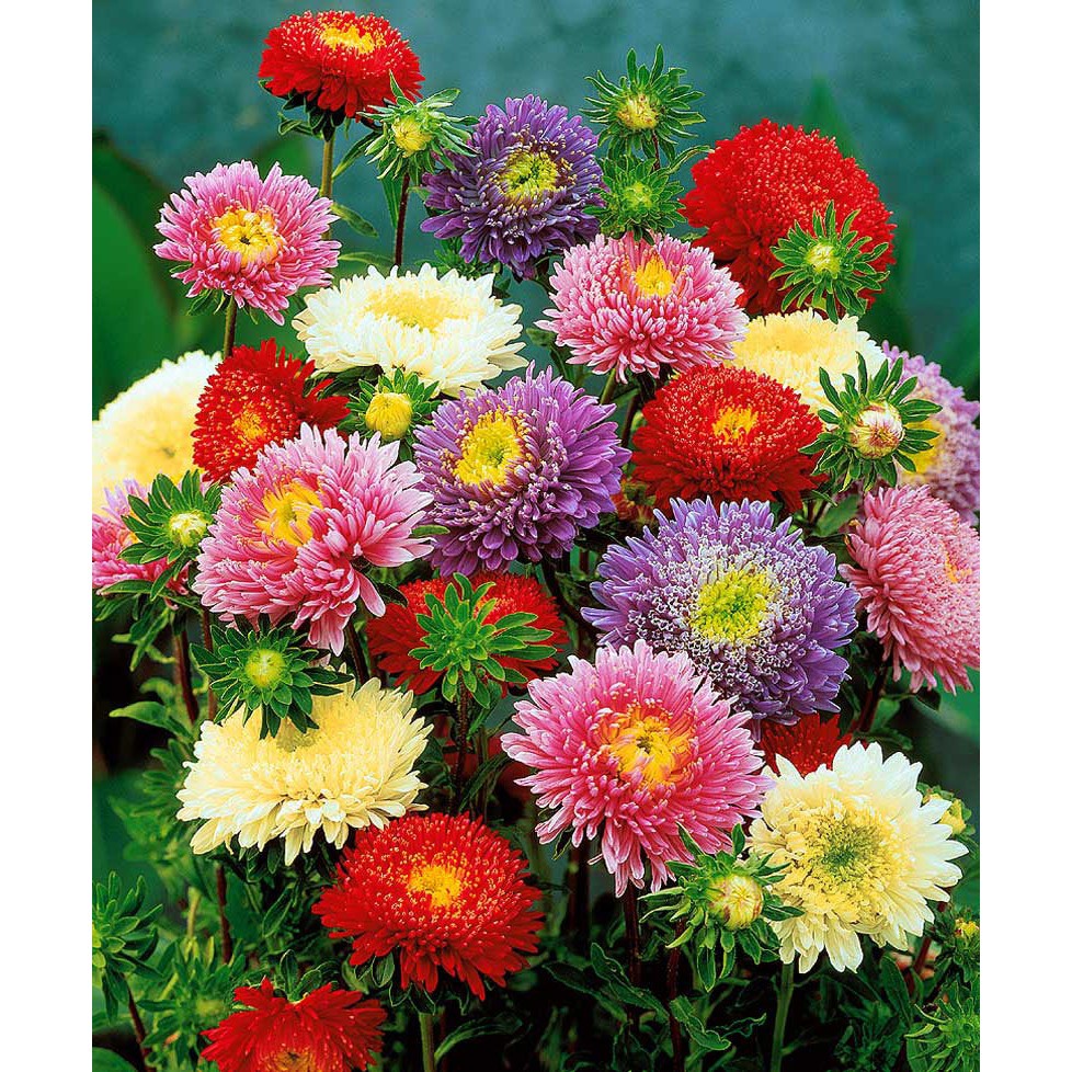 Hạt Giống Hoa Cúc Magic