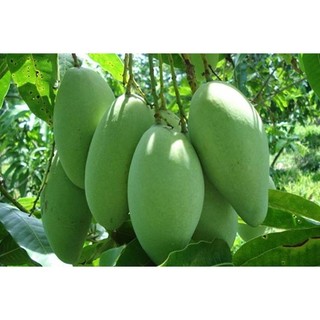 Cây xoài thái - Cây Giống Tốt
