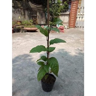Cây chanh leo tím giống - chanh dây tím-freeship từ 50k - cây giống tốt