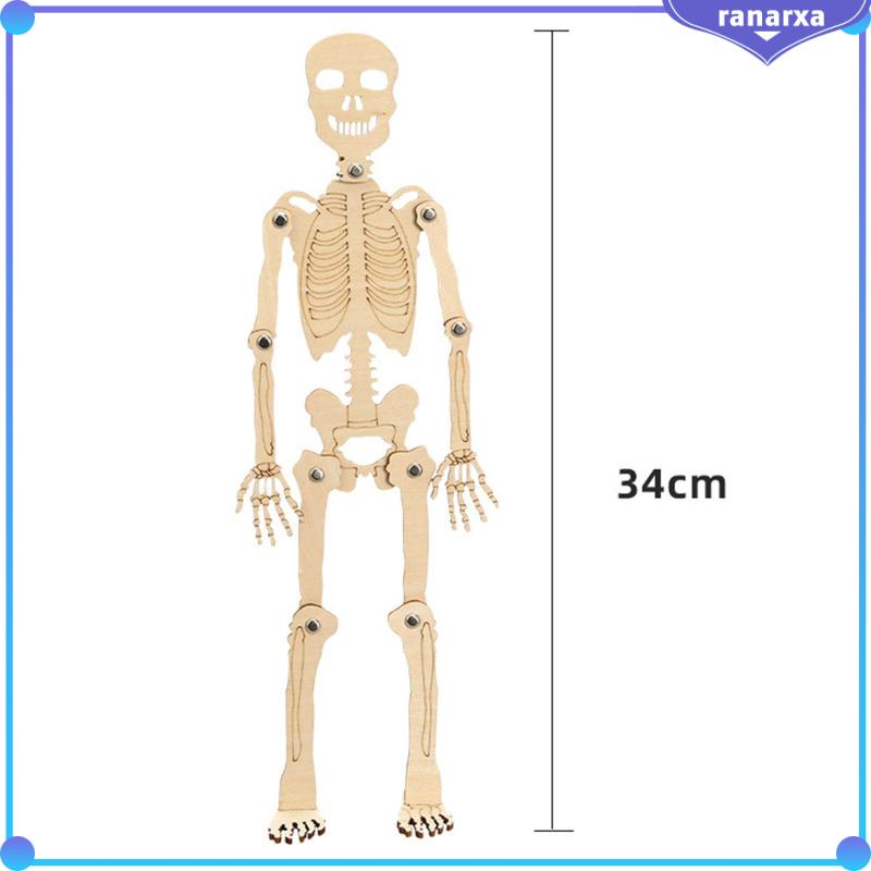 Mô Hình Bộ Xương Người Bằng Chất Liệu Bền Giáo Dục Cho Bé