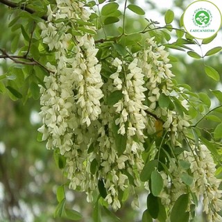 Cây hoa hoè nếp cao 70cm - Lô mới về _cây giống chuẩn