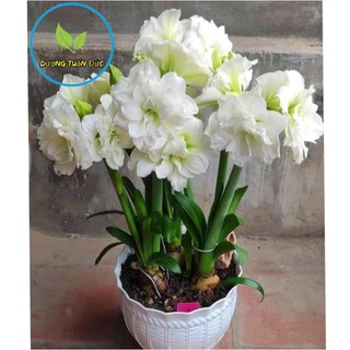 củ baby hoa lan huệ trắng kép Alfresco (cho hoa sau 20-25 ngày trồng)