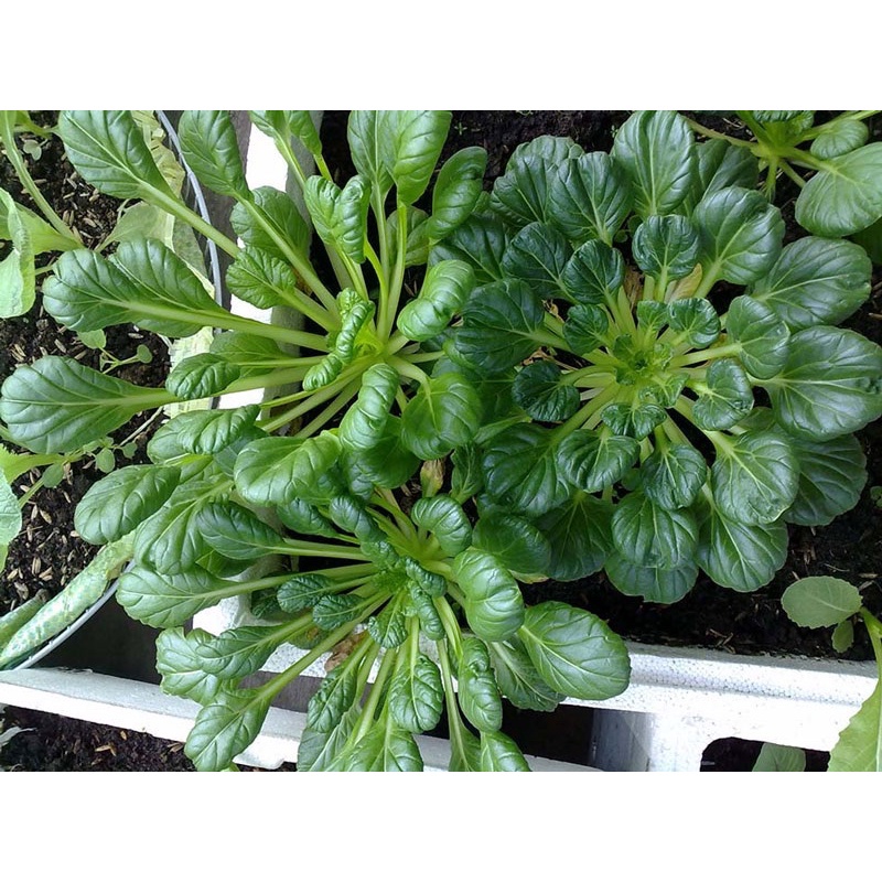 Combo 5cây giống cải hoa hồng Tatsoi