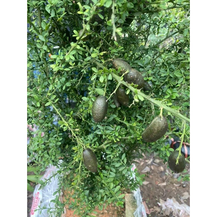 CÂY GIỐNG CHANH TRỨNG CÁ HỒI   tặng kèm PHÂN BÓN