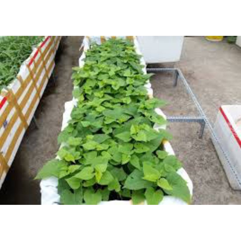 10 cành giống khoai lang nhật ăn ngọn _CHUẨN GIỐNG NHẬT BẢN