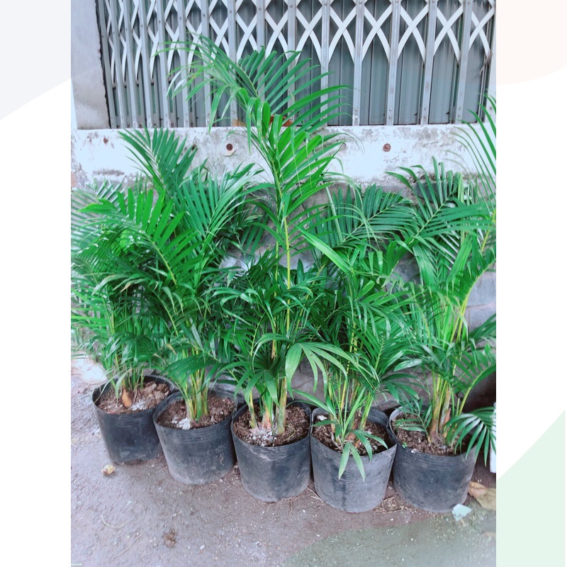Cau Kiểng 385k/bụi