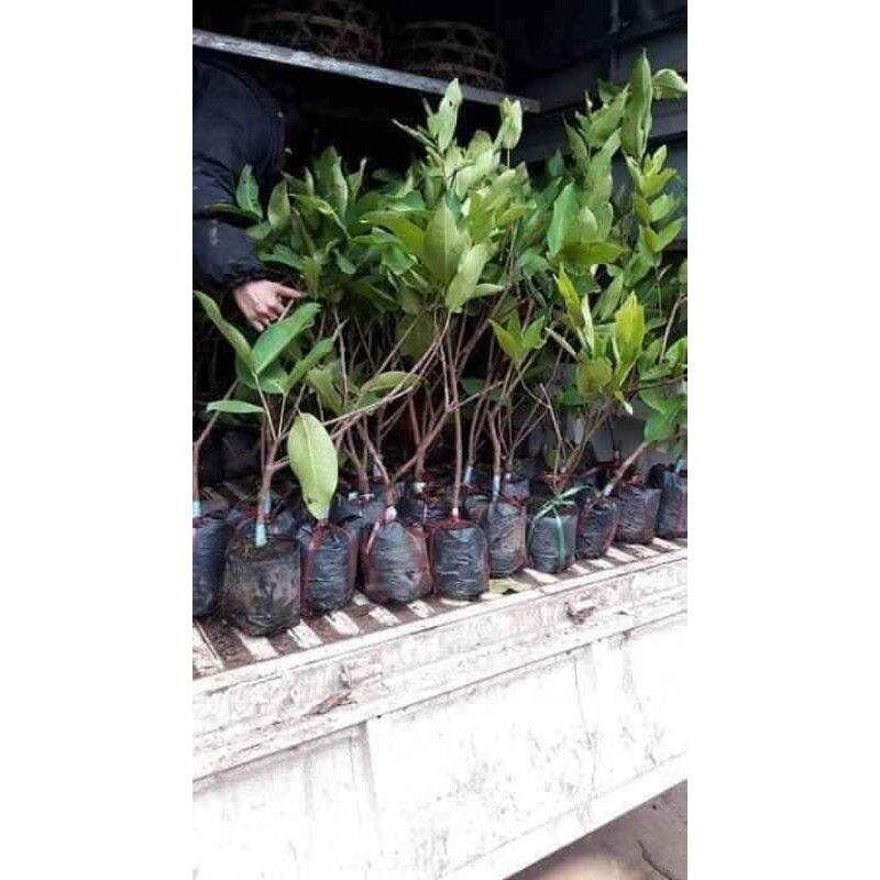 Cây giống roi tím .   _)