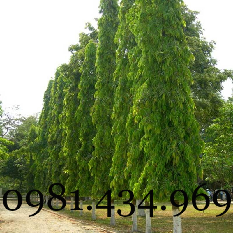 Xịn-Combo 02c ây Hoàng Nam  cao 40cm Mới chuẩn