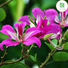 Cây hoa ban tím - Cây móng bò tím cao 1m ra hoa sau 1 năm _cây giống chuẩn