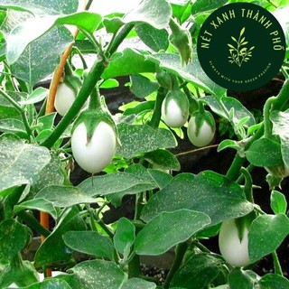 Hạt giống cà trứng ngỗng