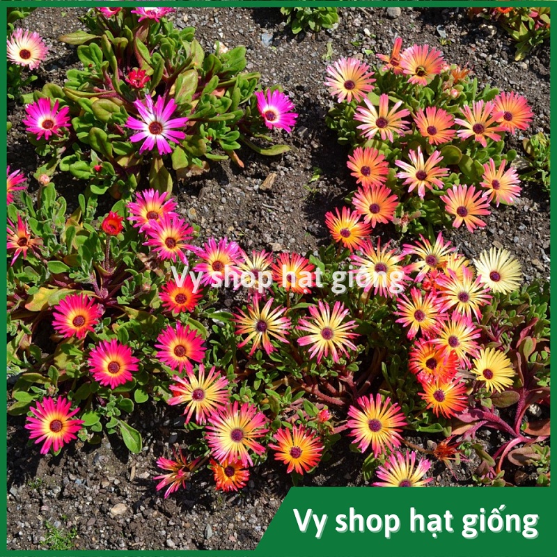 Hạt giống hoa mười giờ châu phi  gói 300 hạt mix màu