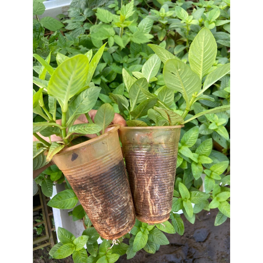 Cây rau xá xị , rau thơm mùi xá xị, dùng ăn sống, bánh tráng cuốn thịt luộc