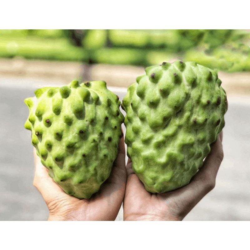 GIỐNG NA DỨA ĐÀI LOAN QUẢ SIÊU TO K9 - Cây Giống Tốt