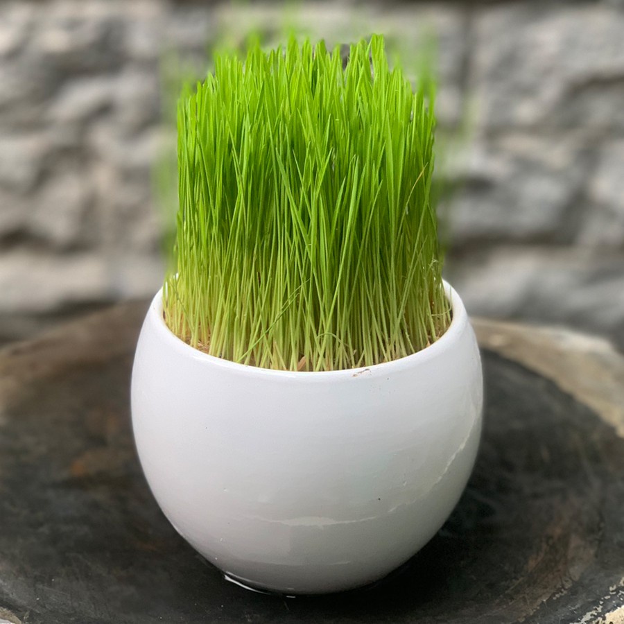 100 Hạt giống lúa nước Nhật bonsai trồng trang trí đẹp nhanh nảy mầm mang lại nhiều may mắn trang trí phong thủy