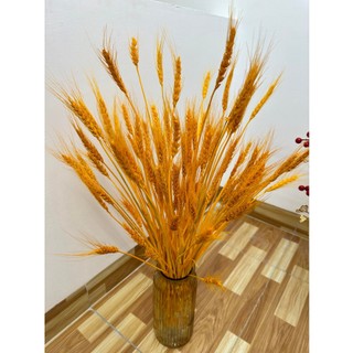 Bông Lúa Mạch Khô Decor Trang Trí Bó 100 Cành.