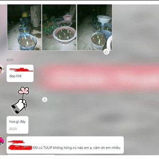 Củ hoa tuylip kép vàng(2 củ)