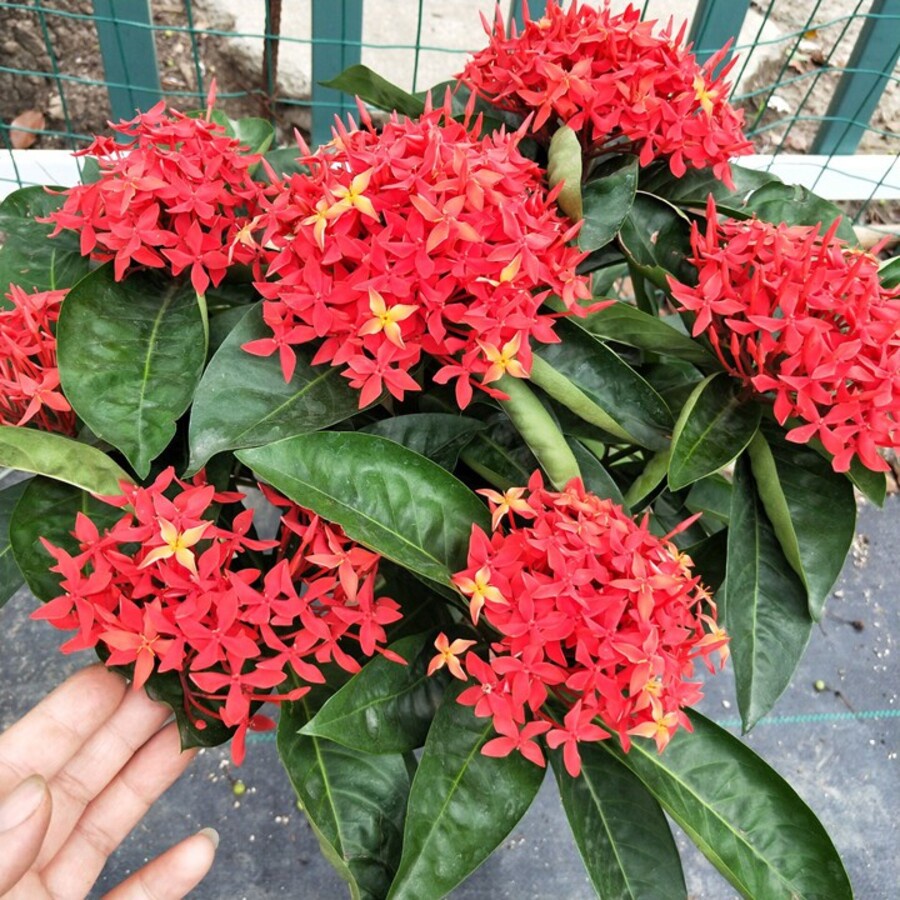 Phân Bón Hoa Mẫu Đơn - Chuyên Kích Thích Hoa Phát Triển, Cấp Dinh Dưỡng Cây Cứng Khỏe và Phát Tán Đẹp - Gói 700Gr