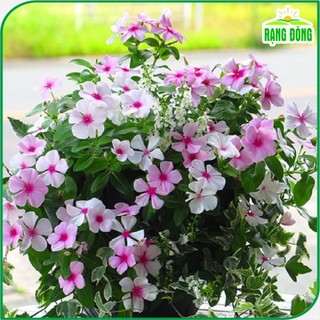 Hạt giống Hoa Dừa Cạn Đứng nhiều màu, thích hợp trồng sân vườn, chậu Hạt giống Rạng Đông 878