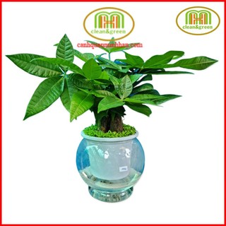 Cây kim ngân mini để bàn xoắn 3 thân thủy sinh cây phong thủy cho người tuổi Tuất Minh Hân Garden