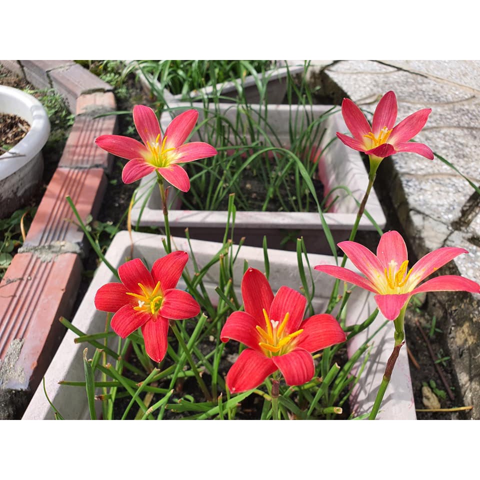 Củ hoa huệ mưa ngoại siêu hoa Úc,Thái Lan nhiều màu, size hoa_Củ tóc tiên ngoại siêu dễ sống hoa chuẩn vào tết 2024