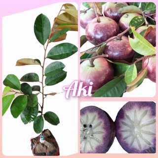 Cây vú sữa mica ghép, giống vú sữa thơm ngon vỏ mỏng, chịu mặn tốt, không mủ giống bến tre