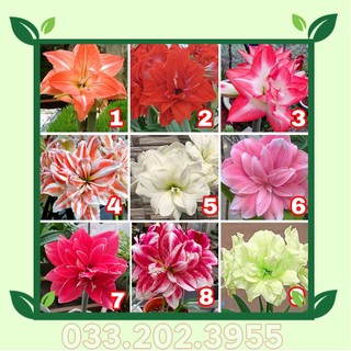 Củ hoa huệ tây cánh kép siêu to mua 10 tặng 7 củ nhỏ