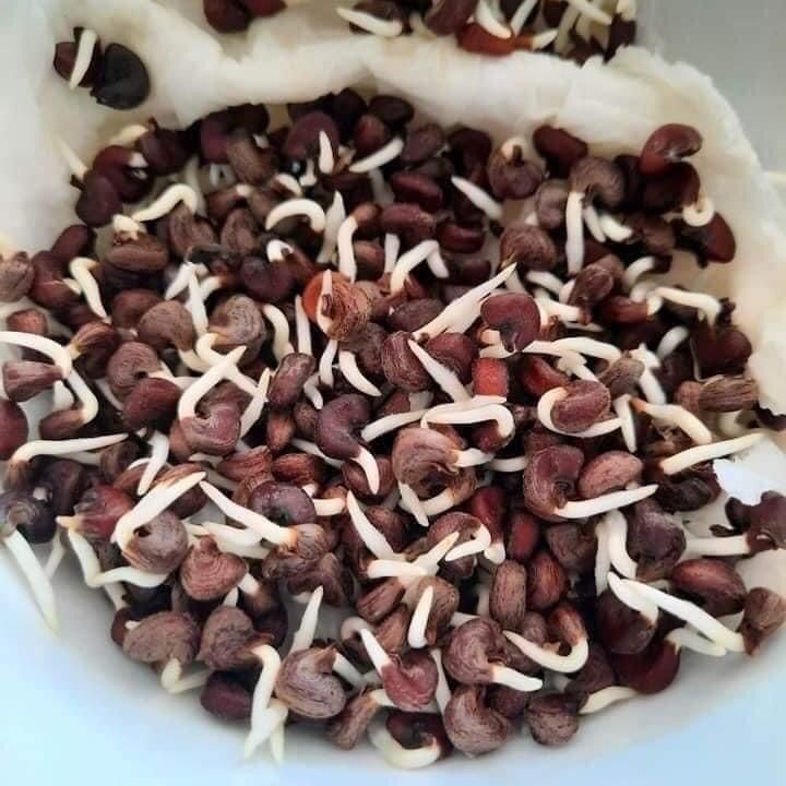 Gói 10gr khoảng 230 hạt giống Atiso đỏ nhập khẩu Thái