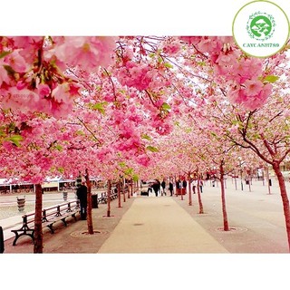 Cây mai anh đào cao 60cm _cây giống chuẩn