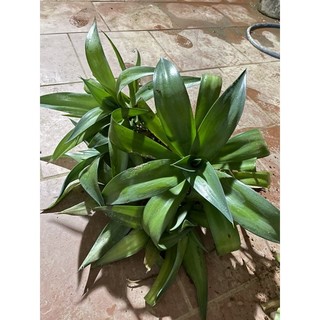 cây dứa cảnh nam mỹ ( CÂY GIỐNG CÓ BẦU ĐẤT)