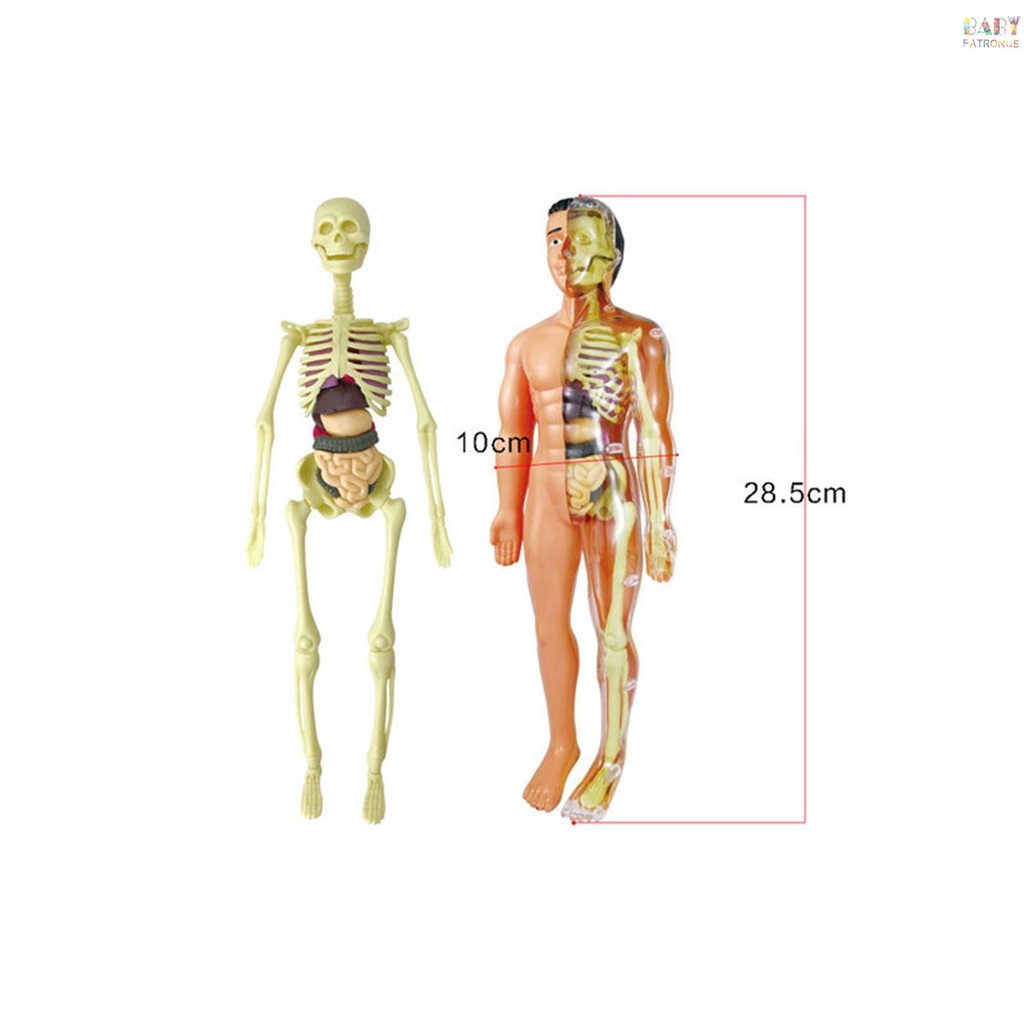 Bộ Dụng Cụ Học Tập Mô Hình Cơ Thể Người  Cơ Thể Người Và Xương Đơn Giản Làm Quà Tặng Giáo Dục #babypatronusVn.vn. vn. vn. vn.