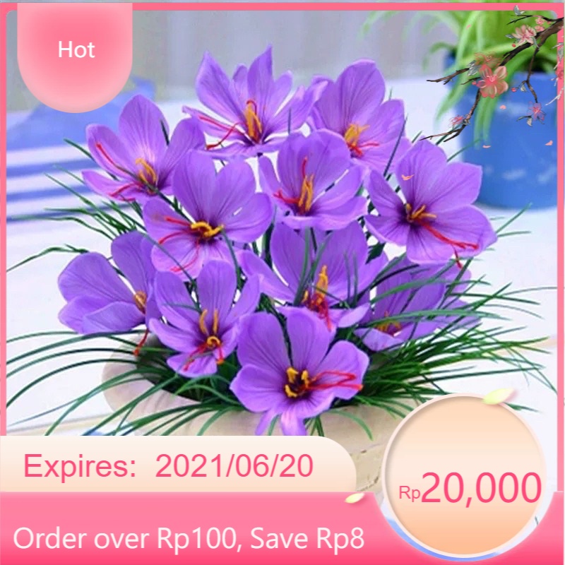 Củ giống hoa nghệ Tây (1 củ)