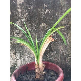 Củ hoa thanh anh sẵn rễ & lá (gửi củ như hình) - Củ Giống Chuẩn