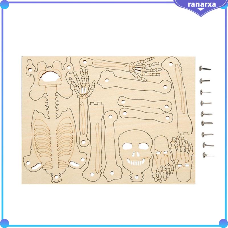 Mô Hình Bộ Xương Người Bằng Chất Liệu Bền Giáo Dục Cho Bé