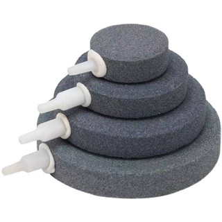 Đĩa sủi xám - sủi đĩa oxy dẹp cho bể cá cảnh