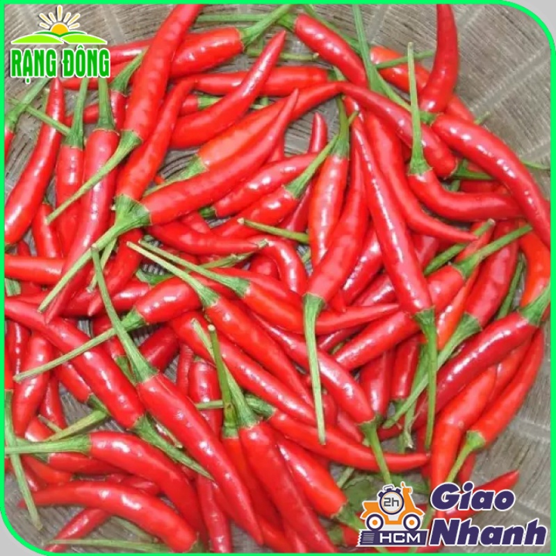 Hạt giống Ớt Hiểm siêu cay, siêu trái, trồng quanh năm
