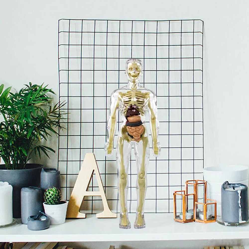 Anthropomorphic Stem Children's Toys Plastic DIY Skeleton Toys Science Teaching Aids for Children