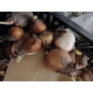 Củ giống hoa thủy tiên( củ nhỏ củ giống) - Củ Giống Chuẩn