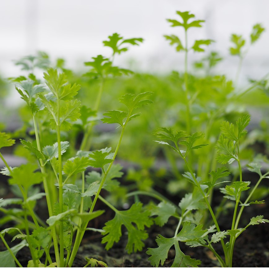 Hạt Giống Ngò Rí Rau Mùi - H2T FARM