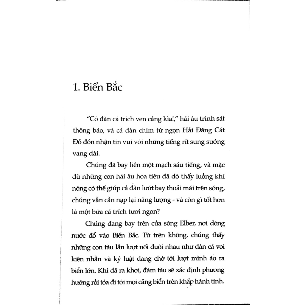 Sách - Chuyện Con Mèo Dạy Hải Âu Bay - Nhã Nam