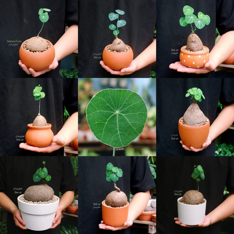 Củ bình vôi Thái - Stephania Erecta/ đã bật hoả tốc