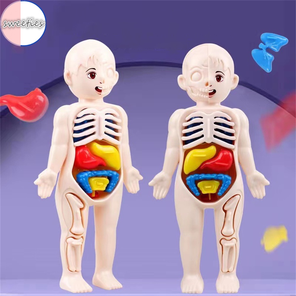Mô Hình Cơ Quan Người diy Giáo Dục Khoa Học Cho Bé