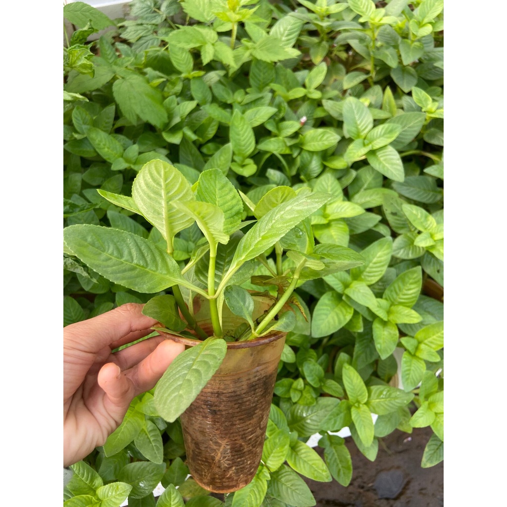 Cây rau xá xị , rau thơm mùi xá xị, dùng ăn sống, bánh tráng cuốn thịt luộc