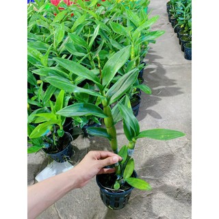 [Giá hủy diệt] denro giáng xưa mặt hoa lạ đang nụ