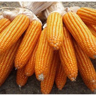  1Kg Hạt giống ngô tẻ Lai F1 - HẠT GIỐNG QUỲNH NGA 