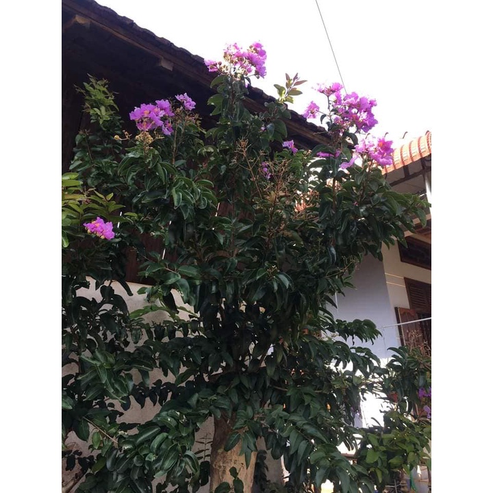 Gốc Hoa Hồng Thân Gỗ Hoa Đại  SIÊU HOA Đã Kích Rễ