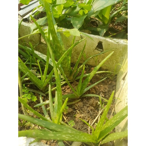 Cây giống nha đam