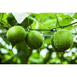 Cây giống la hán quả
